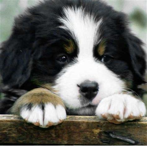 My parents are going to get 2 female sister bernese mountain puppies and i get to name one. Dogs : 30+ Cute Bernese Mountain Dog Puppies - PetsTips.net | Leading pets and animals Magazine