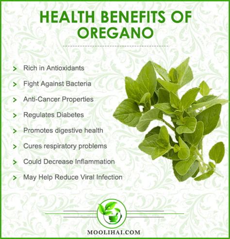 Science Based Health Benefits Of Oregano Origanum Vulgare Moolihai