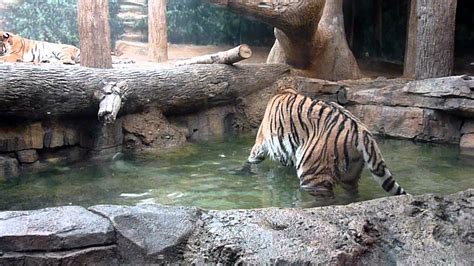 Milwaukee Zoo Catch A Tiger By The Toe 1mov Youtube