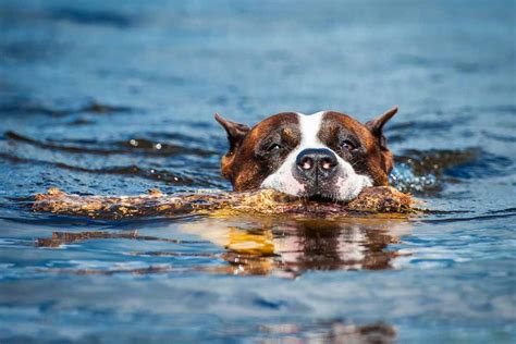 Is It Safe For Dogs To Swim In The Ocean