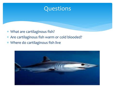 Ppt Cartilaginous Fish Powerpoint Presentation Free Download Id
