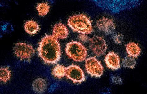 New Studies Show People Who Get Covid 19 Less Likely To Get Reinfected