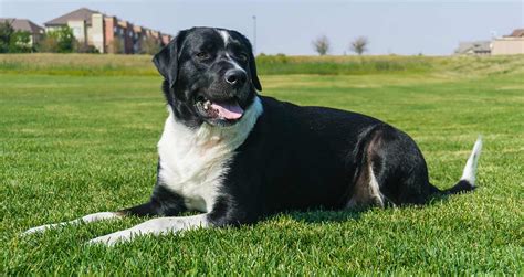 Mixed Breed Dogs Is It Wrong To Create Hybrid Dog Breeds