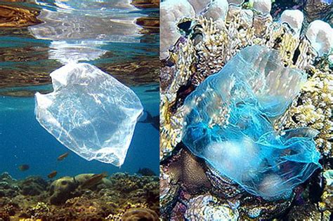 Plastic Pollution Coastal Care