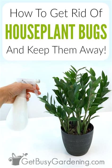 how to get rid of bugs on indoor plants for good get busy gardening
