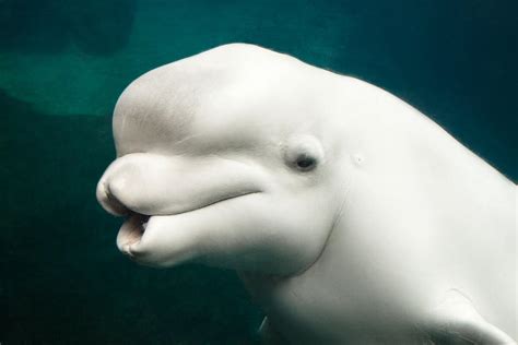 Beluga Whale Characteristics Habitat And Behavior