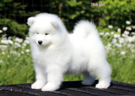 Stunningly Adorable Sammy Puppy Samoyed Dogs Puppies Cute Puppies