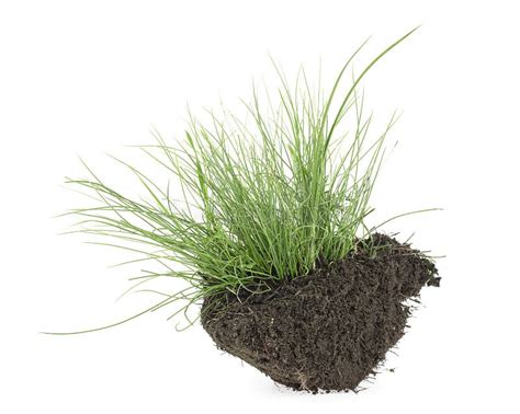 Green Grass On Soil Isolated On White Background Green Grass With Dirt