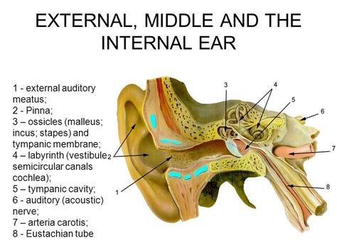 Human Ear Structure And Anatomy The Anatomy Of Ear Consists Of External Ear Middle Ear And