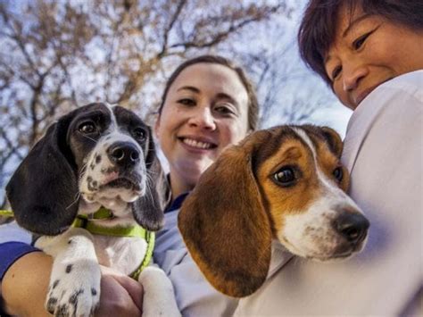 First Ever Test Tube Dogs Give ‘puppy Love A New Meaning Tech