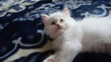 For years, we have been providing online custom writing assistance to students from countries all over the world, including the us, the uk, australia, canada, italy, new zealand, china, and japan. Flame Point Himalayan kitten for sale for sale in Toronto, Ontario - Your pet for sale
