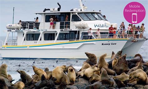 2 Hour Seal Watching Cruise Wildlife Coast Cruises Groupon