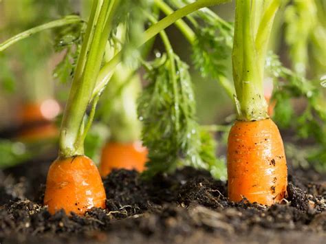 17 Easiest Vegetables To Grow Indoors For A Harvest All