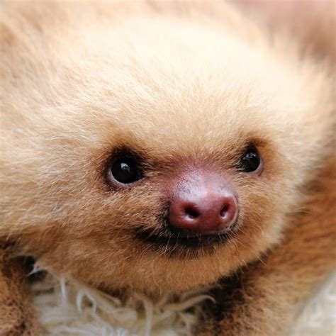 The 27 Happiest Sloths In The World Cute Sloth Pictures Cute Baby