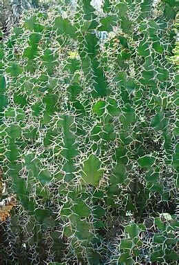 Best of all, they're easy to maintain! Cow's Horn Cactus Euphorbia grandicornis. | Suculentas ...