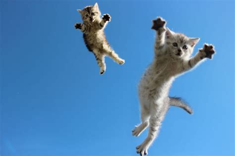 Cats Photographed In Mid Air Awesomelycute Cats Cat Photo