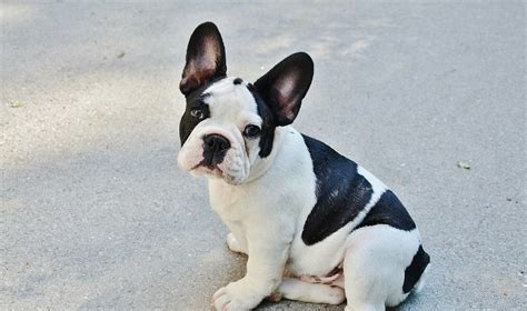 14 Interesting Facts About French Bulldogs Petpress