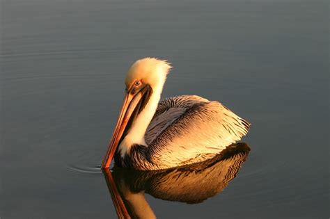 Pelican At Sunset Cool Pictures Pictures Sunset