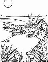 Coloring Crocodile Sea Monster Krokodil Colouring Kidsplaycolor Visit sketch template