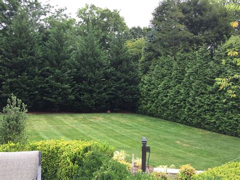 Three Privacy Plantings You Need In Your Landscape The Todd Group