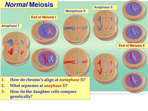 Ppt Meiosis Down Syndrome Lecture Notes Biol 100 Kmarr Powerpoint Presentation Id928829