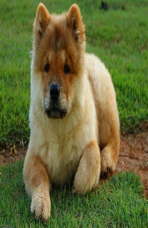 10 Dog Breeds That You Can Leave Alone At Home Big Fluffy Dogs