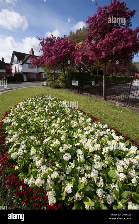 Village Of Port Sunlight England Flower Beds And Blossom Trees In