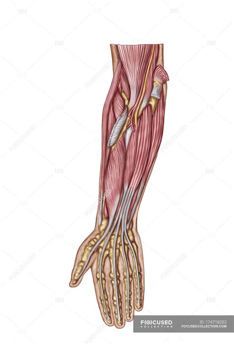 Anatomy Of Human Forearm Muscles — Tendons Flexor Carpi Ulnaris