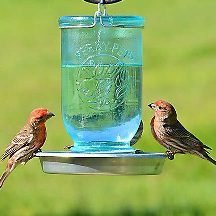 4.7 out of 5 stars 5,432. Perky-Pet® Mason Jar Wild Bird Waterer, Model #783 ...