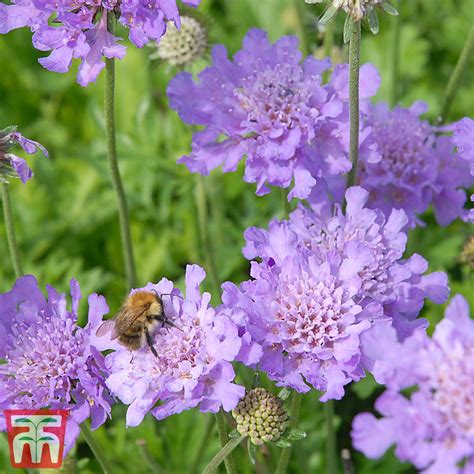 Scabious Perfection Blue Kew Pollination Seed Collection Thompson