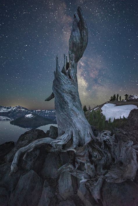Crater Lake Tree Photograph By Frank Delargy Fine Art America