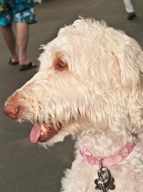 Poodle And Irish Hound Mix Dog Stock Image Image Of Cool Mammal