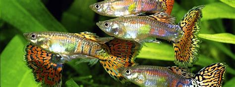 If so, you're in good company. Are Guppies Schooling Fish?