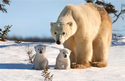 Amazing Polar Bear Photos By David Jenkins