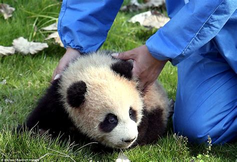 Twin Panda Cubs In China Meet The Public For The First Time As They