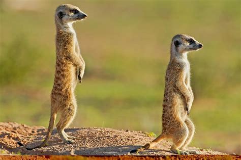 Meerkats Keeping Watch Photograph By Science Photo Library Pixels
