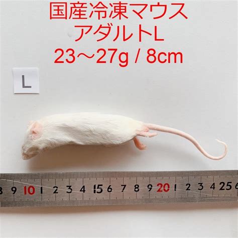 まとめ買いクーポン 国産 冷凍マウス アダルトl 10匹 冷凍餌 Mouseadultl10ショップザ・パーン 通販 Yahooショッピング