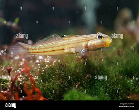 Goby Fish Hi Res Stock Photography And Images Alamy