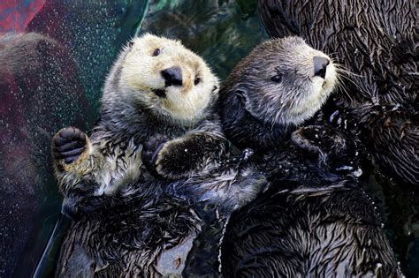 Why Are Sea Otters Endangered Enhydra Lutris Sea Otter Facts
