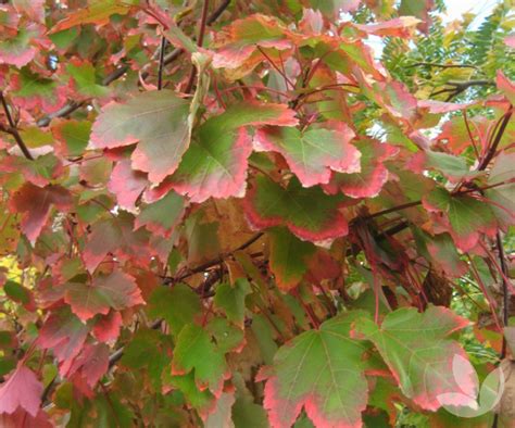 Acer Rubrum Autumn Red Blog Speciality Trees