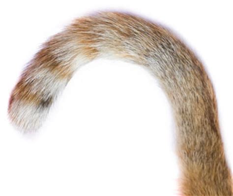 Sometimes they just do that. Did You Know Your Cat's Tail "Talks" to You?