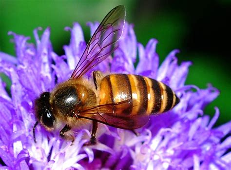 Get your students out in the garden, observing pollinators in action! Pollination: Flowers, Bees, and Seeds | Owlcation