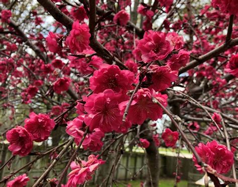 Maybe you would like to learn more about one of these? Beautiful Ornamental Weeping Peach Tree • Sugar-Sunshine ...
