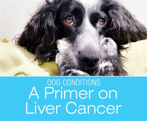 A Primer On Liver Cancer In Dogs Most Common In Older Dogs