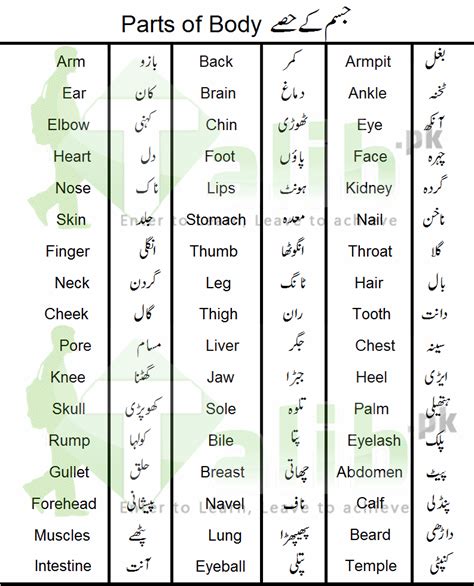And it is necessary for us to know what things called in both the language dimension. Parts Of Body Names In Urdu And English With Pictures | Talib