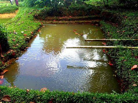I haven't had them for long but i got them started in september/october and my numbers have gone up and up and up since right now i have a 55 gallon tank with my original 11 tilapia in it. How Fish Farming Practices Have Changed Over Time - The ...