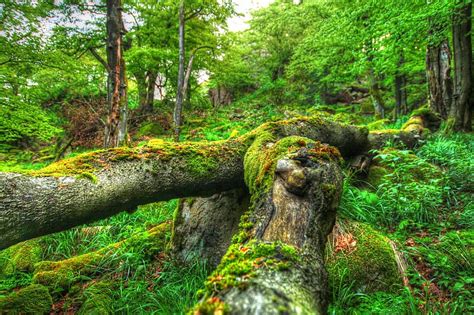 Free Download Hd Wallpaper Green Mossy Tree Trunk Forest Nature