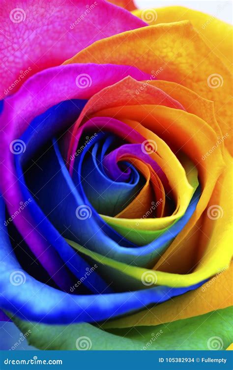 Rainbow Rose Or Happy Flower Stock Photo Image Of Colors Bouquet