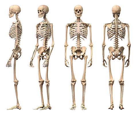 28400 Human Skeleton 3d Stock Photos Pictures And Royalty Free Images