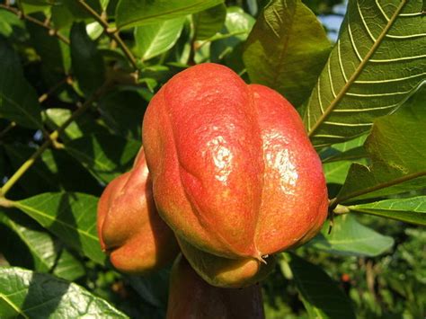 Only in jamaica it's used as staple foods. ackee - Caribbean Dictionary
